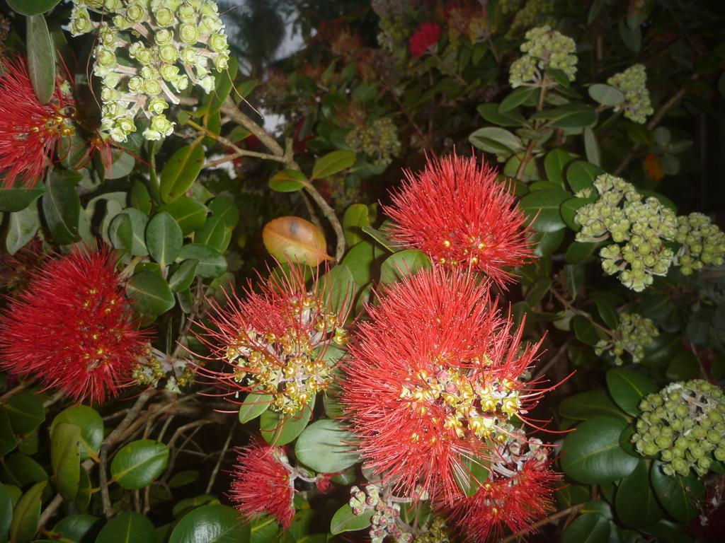 Pohutukawa Coast Bnb Te Puru Eksteriør bilde